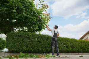 tree services